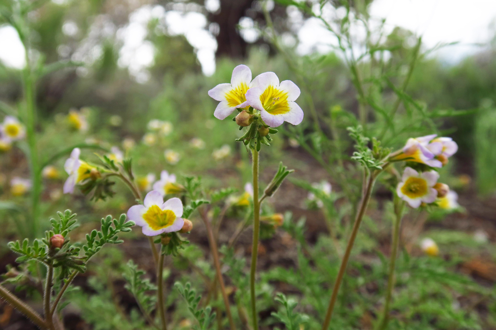 Phacelia leibergii
