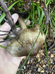 Amanita pekeoides