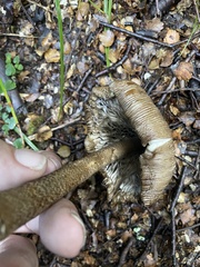 Amanita pekeoides