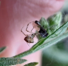 Theridion pyramidale
