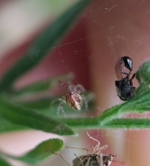 Theridion pyramidale