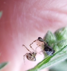 Theridion pyramidale