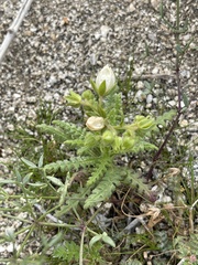 Emmenanthe penduliflora penduliflora
