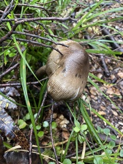 Amanita pekeoides