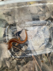 Pseudotriton montanus montanus