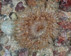 Urticina felina