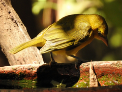 Ploceus brachypterus