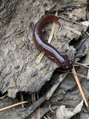 Pseudotriton montanus montanus
