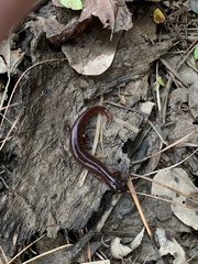 Pseudotriton montanus montanus