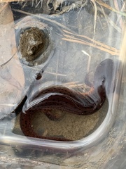 Pseudotriton montanus montanus