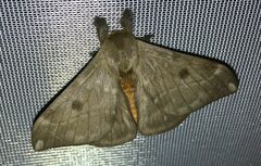 Saturniidae