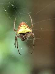 Verrucosa