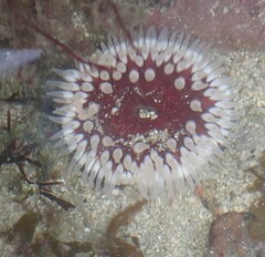Urticina felina