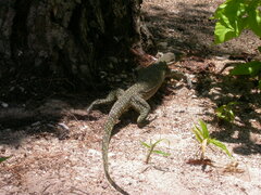 Varanus salvator macromaculatus