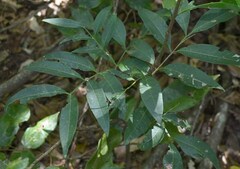 Guioa acutifolia