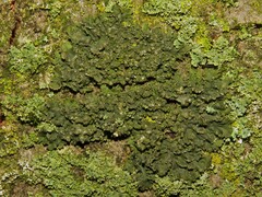 Hyperphyscia adglutinata