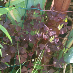 Oxalis stricta rufa