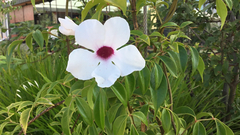 Pandorea jasminoides
