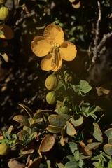 Senna arnottiana