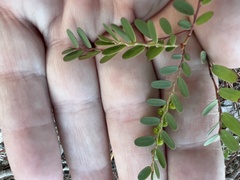 Phyllanthus abnormis