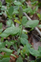 Lonicera dioica