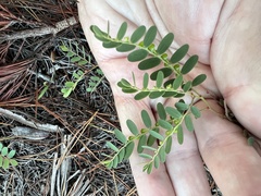 Phyllanthus abnormis