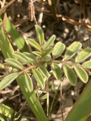 Indigofera hirsuta