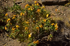 Senna arnottiana