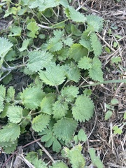 Urtica chamaedryoides