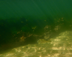 Acanthopagrus butcheri