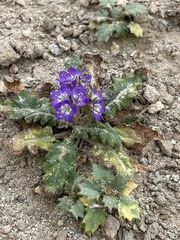 Phacelia crenulata ambigua