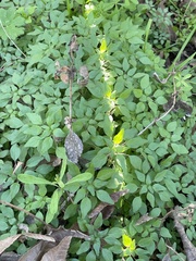 Parietaria pensylvanica