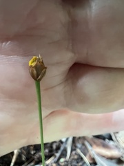 Xyris brevifolia