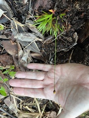 Xyris brevifolia