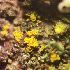 Candelariella xanthostigma