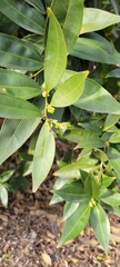 Cocculus laurifolius