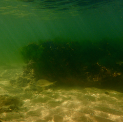 Acanthopagrus butcheri