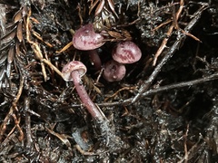 Pseudobaeospora deckeri