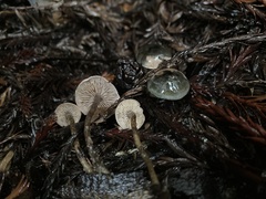 Pseudobaeospora stevensii