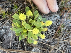 Polygala nana