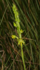 Habenaria spathulifera