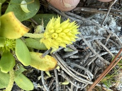 Polygala nana
