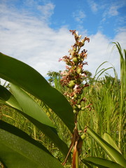 Alpinia nigra