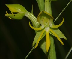 Habenaria spathulifera