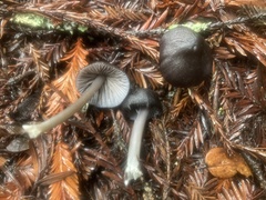 Cyanula