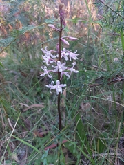 Dipodium pardalinum