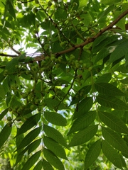 Pistacia chinensis