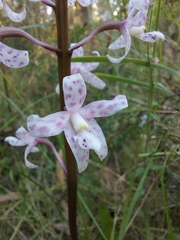 Dipodium pardalinum