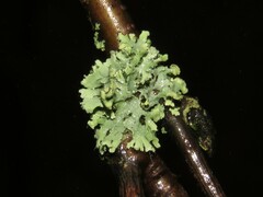 Physcia dubia