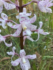 Dipodium pardalinum